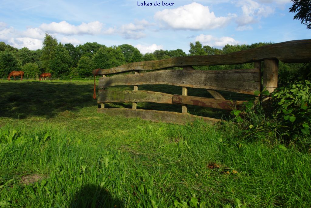 tour 2010 (9).jpg - paarden in de Ring, met een openstaand hek